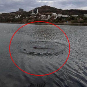 A polícia investiga o aparecimento de um monstro parecido com Nessie em uma barragem mexicana