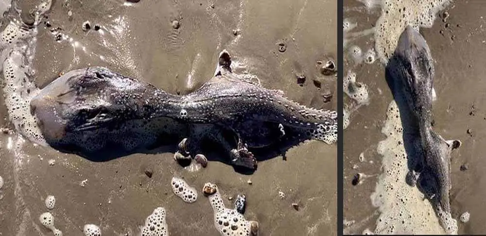 Criatura marinha alienígena encontrada em praia no Reino Unido.