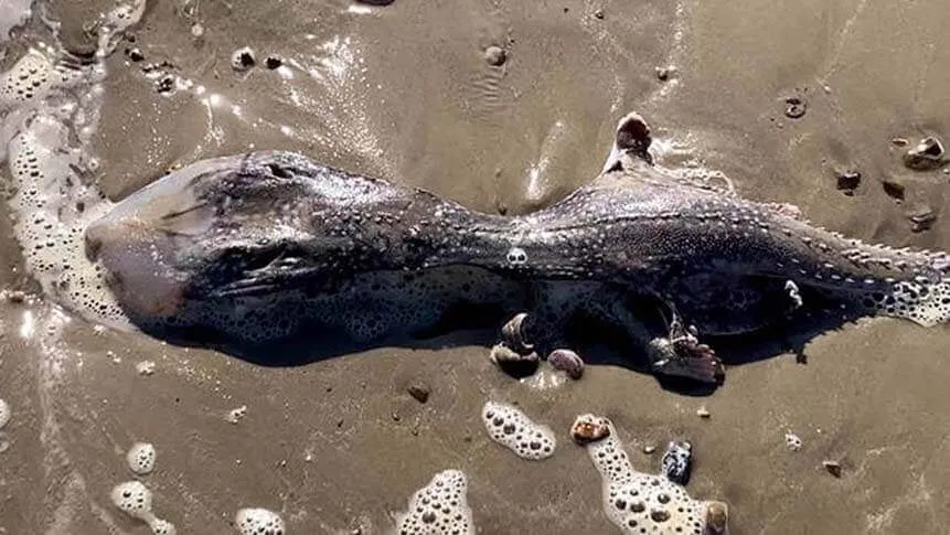 Criatura marinha alienígena encontrada em praia no Reino Unido.