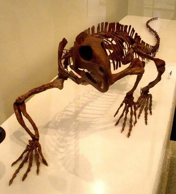 Esqueleto de um Trilophosaurus.
