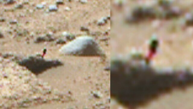 Planta cresce na rocha na última foto de Marte