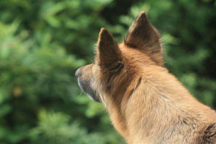Será que os cachorros realmente conseguem ver espíritos?