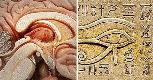 Considere o Olho de Hórus — uma representação literal da glândula pineal localizada dentro do cérebro humano.