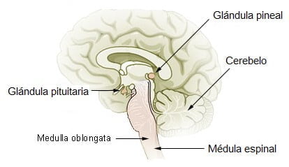 Glândula pineal no cérebro humano.