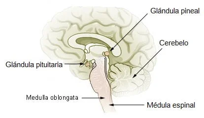 Glândula pineal no cérebro humano. Glândula pineal no cérebro humano.
