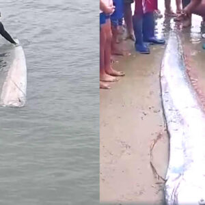 Peixe-remo de 3 metros de comprimento aparece na costa norte do Peru