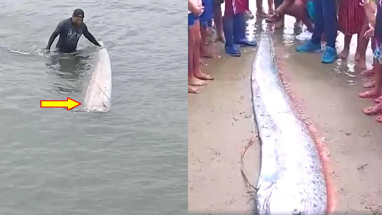 Peixe-remo de 3 metros de comprimento aparece na costa norte do Peru