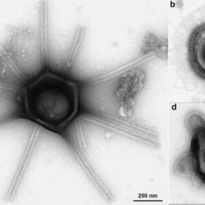 Vírus gigantes com características “inimagináveis” descobertos em solo americano