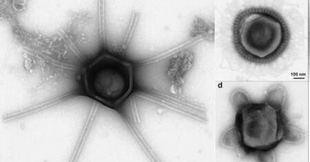 Vírus gigantes com características “inimagináveis” descobertos em solo americano