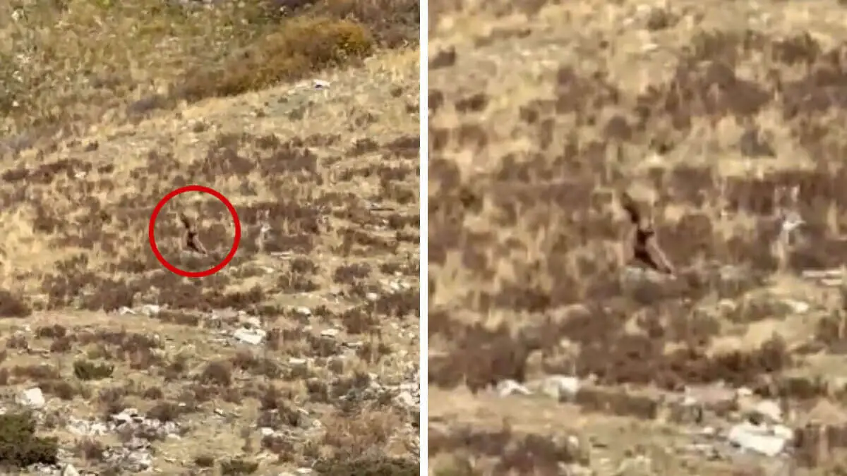 A existência do Pé Grande ou Sasquatch teria sido revelada depois que um vídeo da suposta criatura andando calmamente no Colorado, nos Estados Unidos