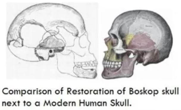 Comparação entre o crânio do Homem Boskop e do Homem moderno.