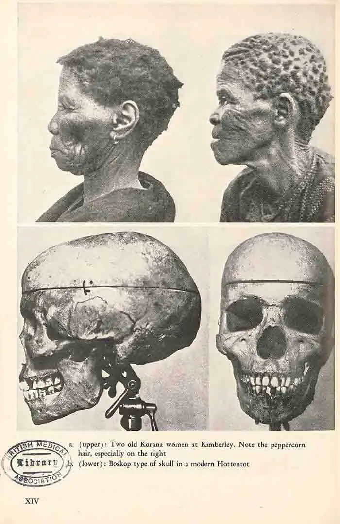 O Homem Boskop é um fóssil humano anatomicamente moderno da Idade da Pedra Média (Pleistoceno Superior) descoberto em 1913 na África do Sul.