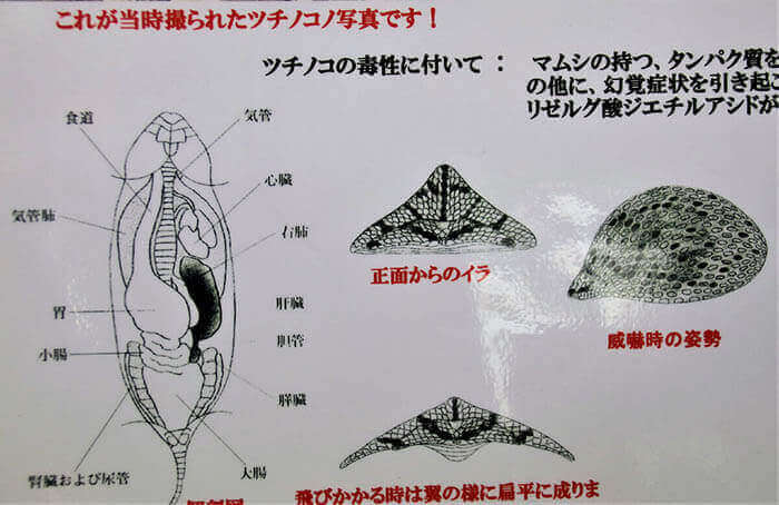 Estrutura corporal de Tsuchinoko e vistas de todos os ângulos.