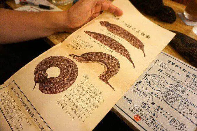 Registros que mostram detalhes sobre a misteriosa cobra.