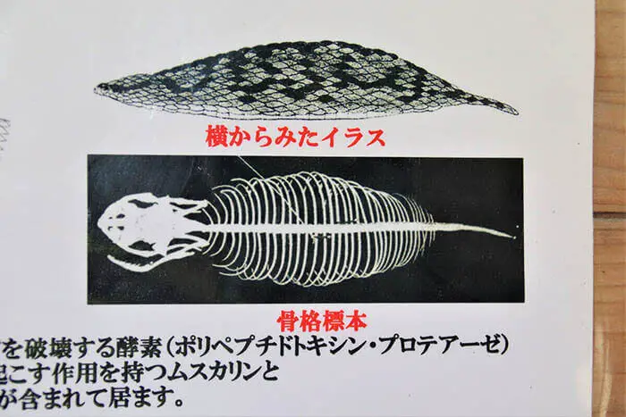 Vista lateral e esqueleto do Tsuchinoko.