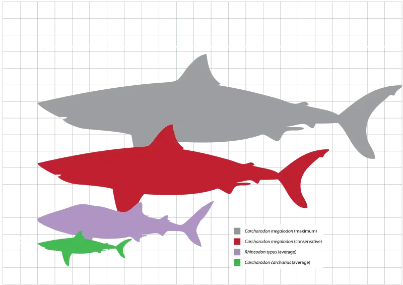 C. megalodon (em cinza e vermelho) com o tubarão-baleia (roxo), o grande tubarão branco (verde) e um humano (preto) em escala.