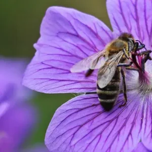 As flores silvestres estão se adaptando ao ‘Apocalipse dos insetos’ polinizando-se