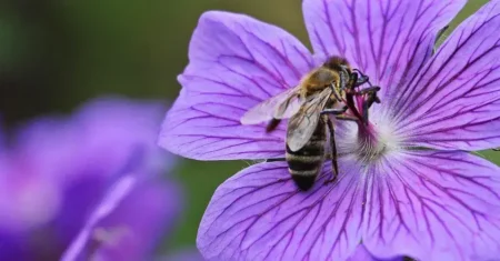 As flores silvestres estão se adaptando ao ‘Apocalipse dos insetos’ polinizando-se