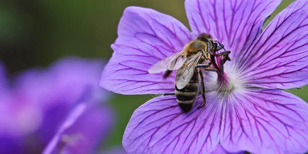 As flores silvestres estão se adaptando ao ‘Apocalipse dos insetos’ polinizando-se