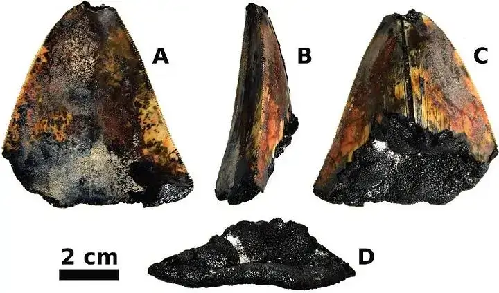 O dente antigo foi encontrado parcialmente incrustado em manganês.