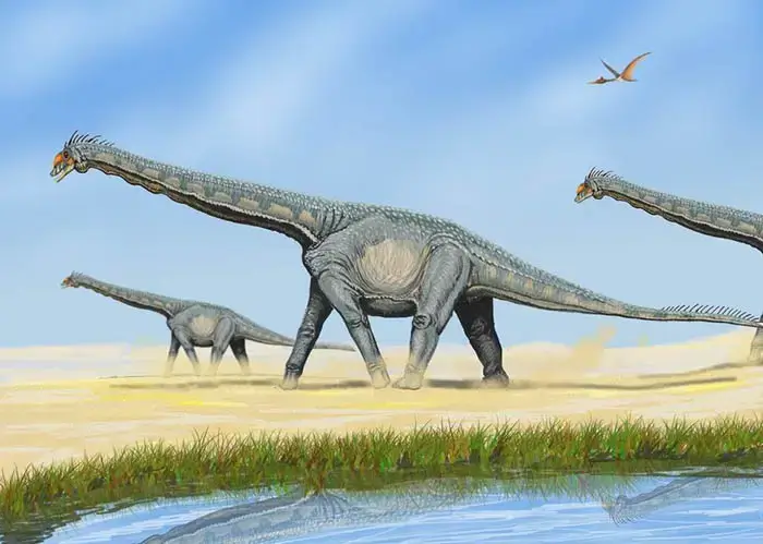 Sauropoda foram um dos dois grandes grupos de dinossauros saurísquios. Os seus corpos eram enormes, com um pescoço muito comprido que terminava em uma cabeça muito pequena.