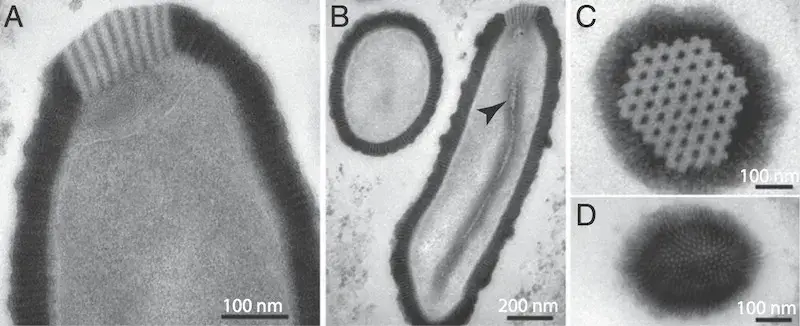 Vistas microscópicas detalhadas do vírus: A concentra-se em seu tampão perfurado; B mostra um corte transversal, com a seta apontando para uma estrutura tubular no centro; C mostra uma vista superior do plugue; D mostra uma vista inferior da extremidade oposta do vírus.