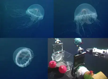 Momento em que o submersível guiado remotamente Hyperdolphin coleta o único exemplar da nova espécie presente em uma coleção