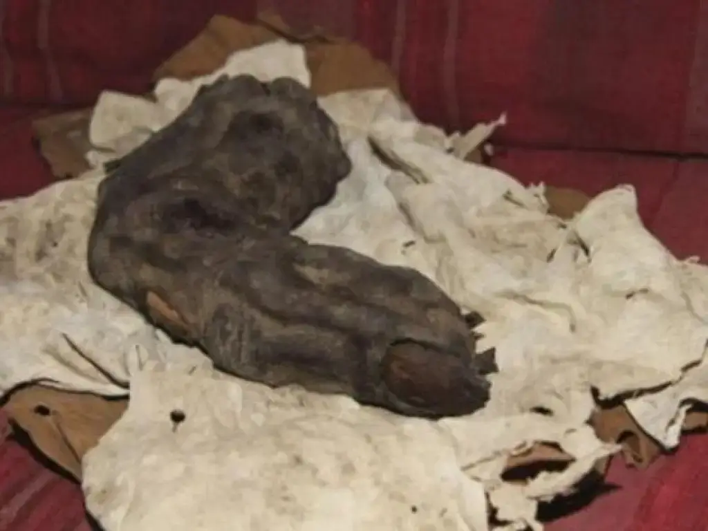 O dedo mumificado de 38 centímetros de comprimento pertencia aos Nephilim?
