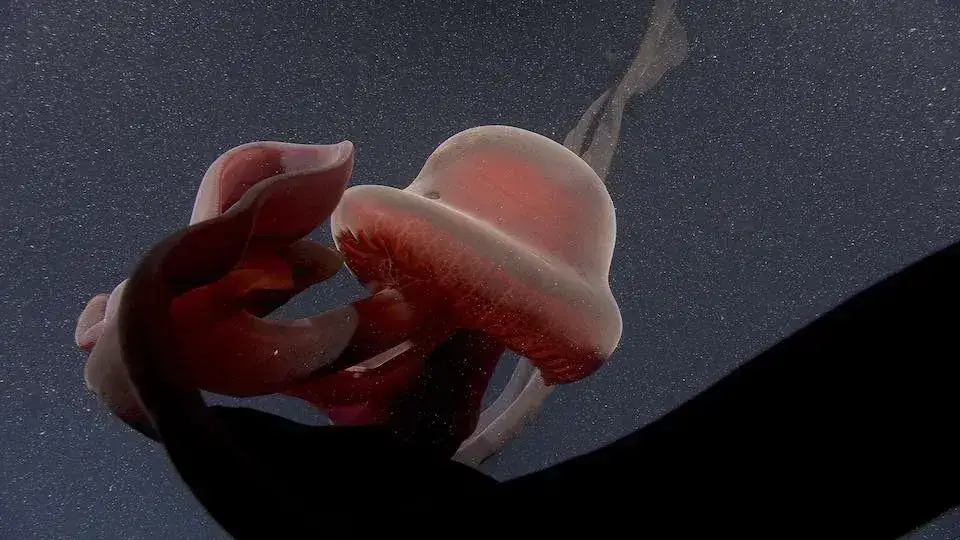 Stygiomedusa gigantea, comumente conhecida como geleia fantasma gigante, é a única espécie do gênero monotípico de água-viva de águas profundas, Stygiomedusa.