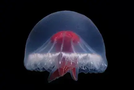 Uma espécie não descrita de medusa ulmarídeo foi observada in situ e capturada a 812 m de profundidade na Caldeira Sumisu, Ilhas Ogasawara, Japão.