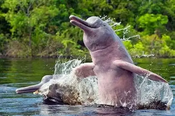 Boto-cor-de-rosa, boto-vermelho, boto-rosa, boto-malhado, boto, costa-quadrada, cabeça-de-balde ou uiara são nomes comuns dados a 3 espécies de golfinhos fluviais do gênero Inia.