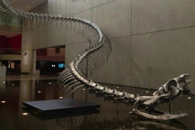 O esqueleto fossilizado de Titanoboa.