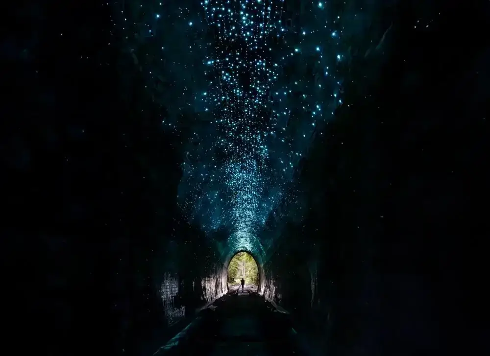 O Helensburgh Glow Worm Tunnel é um dos locais de vaga-lumes mais incríveis de todo mundo