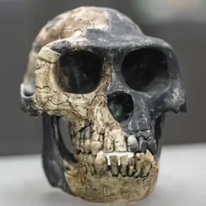 Hominídeo de 4,3 milhões de anos coexistiu com os primeiros ancestrais da humanidade