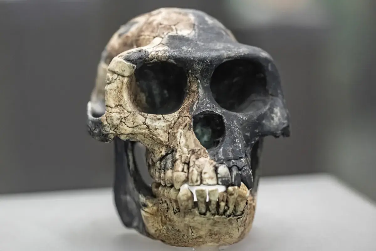 O espécime pode ter vivido ao lado de um hominídeo basal chamado Ardipithecus ramidus