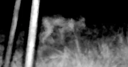 Criatura misteriosa capturada por câmera na zona rural do Texas