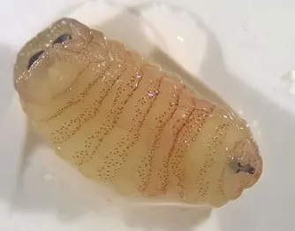 Macrofotografia médica mostrando uma larva de mosca amarelada e segmentada, com textura de pequenos espinhos cerdosos e dois espiráculos escuras na extremidade posterior, posicionada em uma placa de Petri limpa.