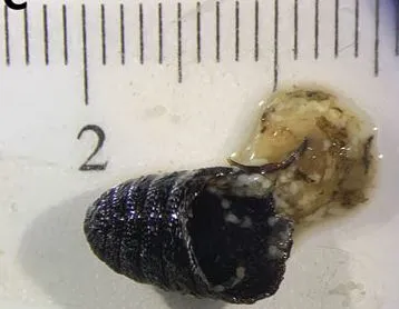 Macrofotografia de laboratório mostrando uma pupa de mosca vazia e preta (exúvia), uma pupa pálida em desenvolvimento e um aglomerado de matéria orgânica viscosa e pálida com detritos escuros, posicionada ao lado de uma régua milimétrica com o número '2' visível na escala.