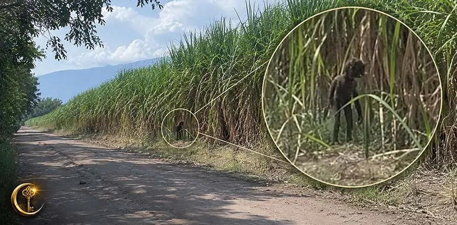 Montagem ilustrativa de uma figura humanoide escura em um canavial da Argentina, com círculo de zoom destacando a suposta criatura misteriosa.